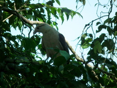 Daptrius chimachima cordatus