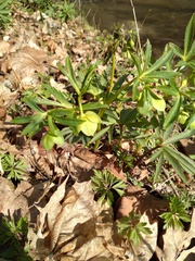 Helleborus viridis