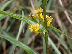 Solidago decurrens
