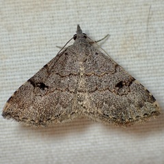 Nychioptera noctuidalis