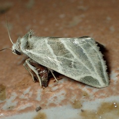 Plagiomimicus tepperi