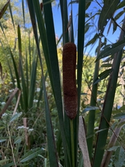 Typha latifolia