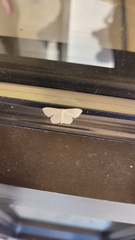 Scopula umbilicata