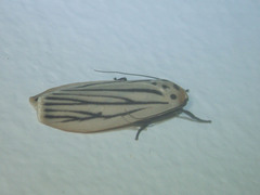 Tigrioides leucanioides