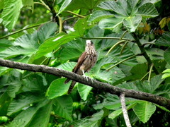 Daptrius chimachima cordatus