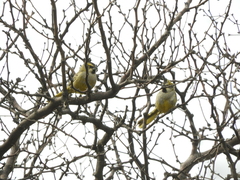 Gubernatrix cristata