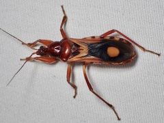 Rasahus thoracicus