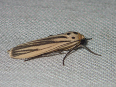 Tigrioides leucanioides