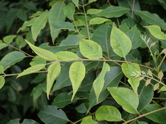 Tetradium glabrifolium