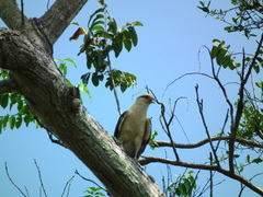 Daptrius chimachima cordatus