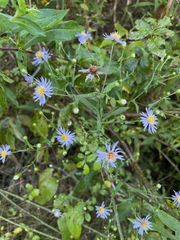 Symphyotrichum prenanthoides