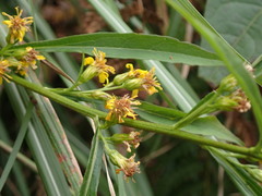 Solidago decurrens