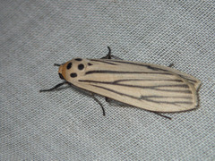 Tigrioides leucanioides