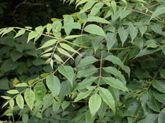 Tetradium glabrifolium
