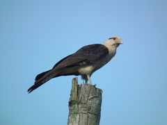 Daptrius chimachima cordatus