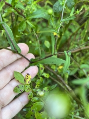 Symphyotrichum prenanthoides