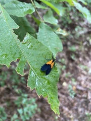 Lycomorpha pholus