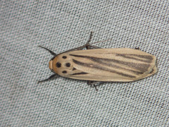 Tigrioides leucanioides