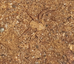 Sicarius thomisoides