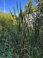 Typha latifolia