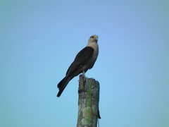Daptrius chimachima cordatus