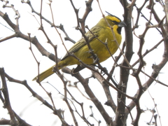 Gubernatrix cristata