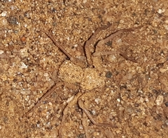 Sicarius thomisoides