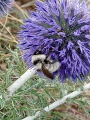 Bombus armeniacus