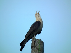 Daptrius chimachima cordatus