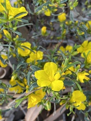 Hibbertia hypericoides