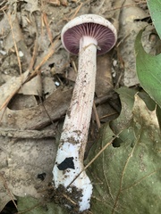 Laccaria ochropurpurea