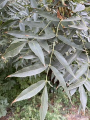 Fraxinus pennsylvanica