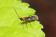 Alysiinae
