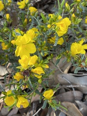Hibbertia hypericoides