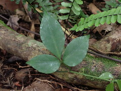 Tetrastigma hemsleyanum
