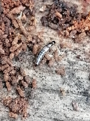 Staphylinini