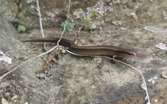 Ablepharus kitaibelii