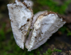Polyporales