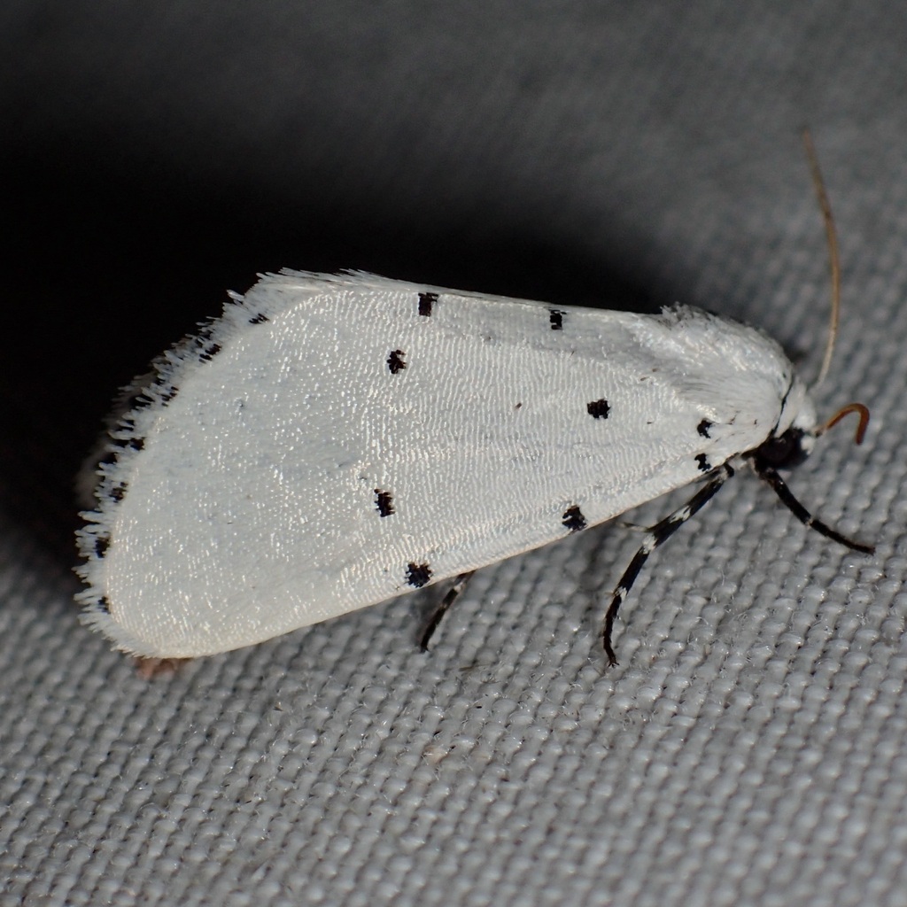 Grotella sampita