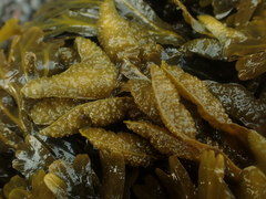 Fucus spiralis