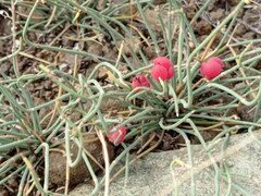 Ephedra distachya