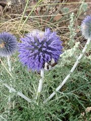 Echinops latifolius