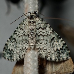 Spargania viridescens