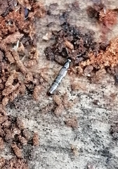 Staphylinini