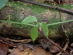 Tetrastigma hemsleyanum