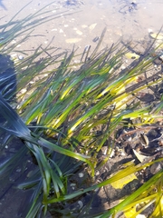 Zostera marina