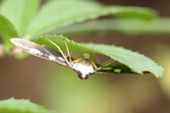 Desmia
