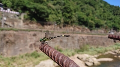 Lamelligomphus formosanus