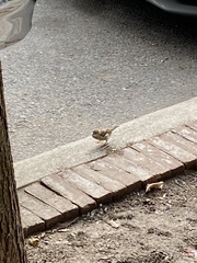 Passer domesticus