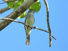 Empidonax minimus